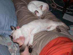 tara & emma - cat furniture 01